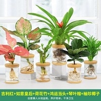 6 горшков [Тип C]