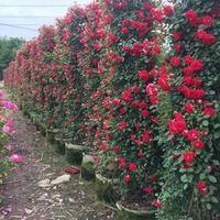 Маленькая девочка [1,5 метра]