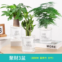 [3 горшка для накопления богатства] Денежное дерево + Счастливый бамбук + Бамбук спаржи (бесплатное удобрение)