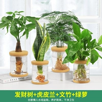 [Воздушная гвардия] Денежное дерево + тигровая орхидея + спаржа + золотистая кудзу