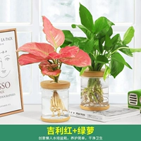 [Зеленое удобрение, Красный Тощий] Geely Red + Golden Pueraria