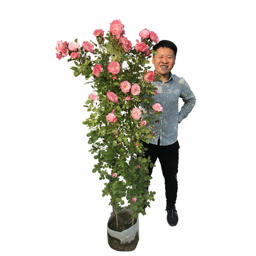 Тенг Бен Роуз рассаду цветов великие цветы, скалолавные саженцы розы в четыре сезона четыре цветочных сада сад растения легко жить