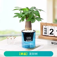 Денежное дерево + бесплатное удобрение (синий горшок доброго утра))