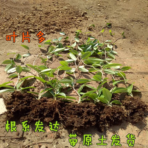 Шаровые саженцы орхидеи очистить новую крыту