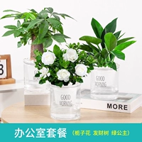 [Офисный пакет] Гардения + Денежное дерево + Зеленая принцесса (бесплатное удобрение)