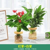 [Ровный ветер и гладкая вода] Цветок фламинго + белая пальма