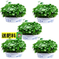 [Выживание с пакетом листьев] 5 горшков с пышной медной денежной травой без горшка + питательный раствор