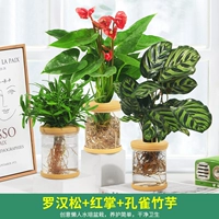 [Три самых продаваемых горшка] Подокарпус + Фламинго + Павлинья аррорут