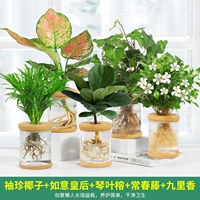 5 горшков [тип F] Pocket Coconut. Руйи Королева. Фикус Фиддл Лиф. Айви. Гури благовония