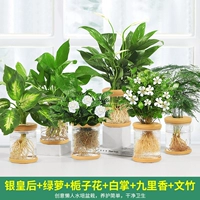 6 горшков [тип H] Серебряная королева, Золотая пуэрария, Гардения, Белая пальма, Цзюли Сян, Бамбуковая спаржа