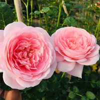 Королева Швеции [1,5 метра]