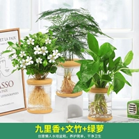 [Аромат по всему дому] Ладан Гури + спаржа + золотой кудзу