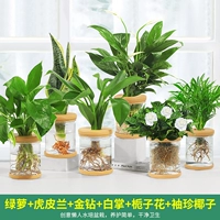 6 горшков [Тип E] золотистая кудзу, тигровая орхидея, золотой бриллиант, белая пальма, гардения, карманный кокос.