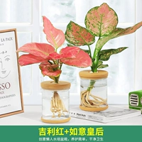 [Благоприятный ruyi] благоприятный Red+ruyi Queen