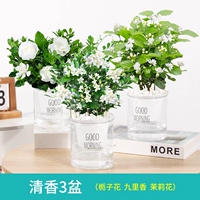 [Xiangxiang 3 горшки] Gardenia+jiuli Xiang+жасмин (удобрения)