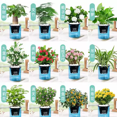 Зеленая лука