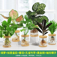 6 горшков [стиль F] Золотой Кудзу, Королева Руйи, Весеннее перо, Аррорут павлина, Черный бриллиант, Карманный кокос