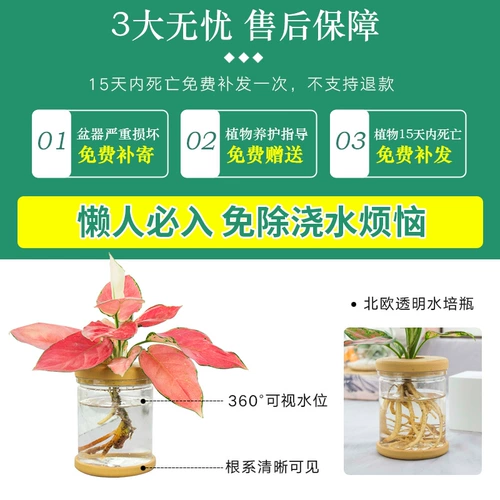 Офисное гидропонное растение в горшке, золотой цветок гардении кудзу, маленькое зеленое растение, которое подходит для всех сезонов, и сочное гидропонное растение в горшке.