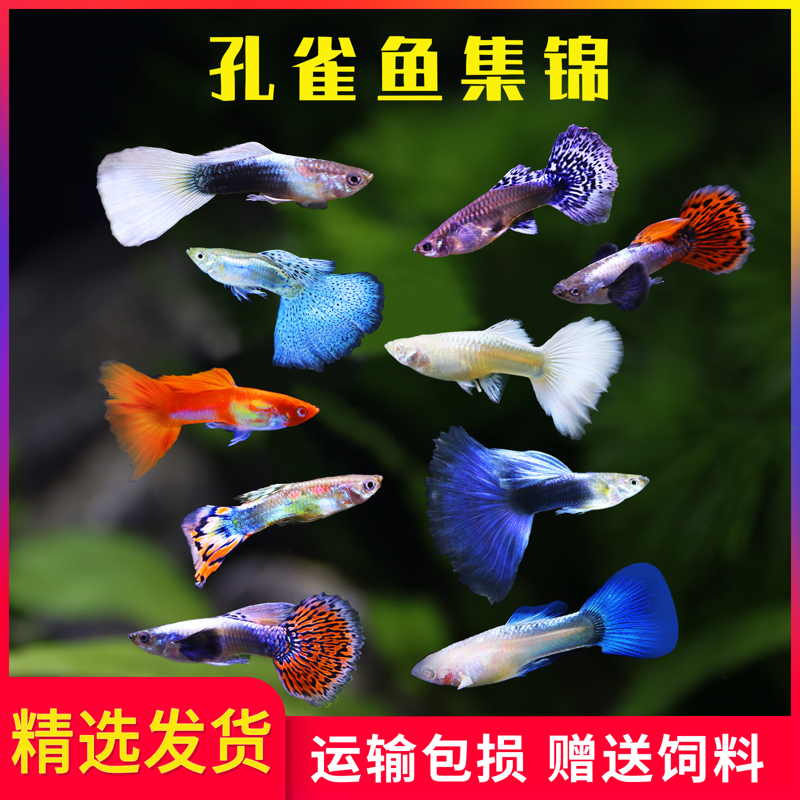 Peacock fish living tropical fish pure species ornamental fish Moscow Blue large ear goldfish Peacock Pet Yellow Dress Living