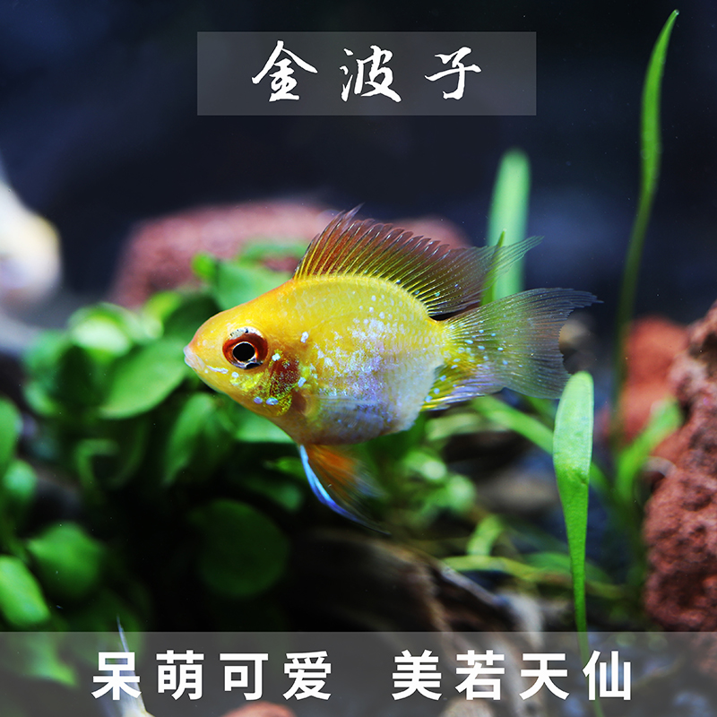Golden Poko Fish Living Short Snapper Tropical Fish Pet Fish Treasure Blue Ball Dutch Phoenix Fish Ball Fish Ornamental Fish