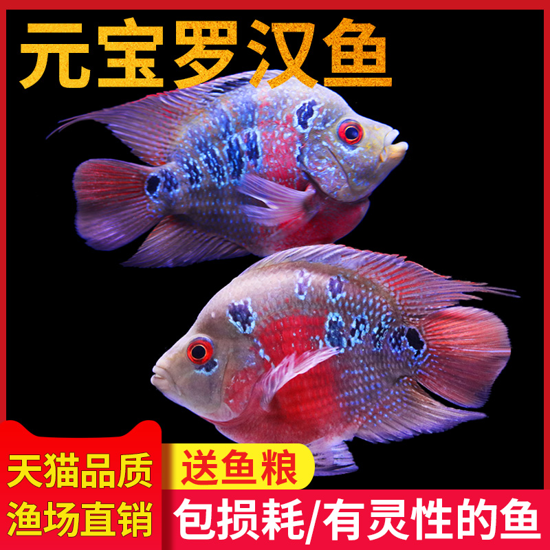 Tropical Ornamental Fish Kirin Fish Parrot Fish Feng Shui Fish Kirin Rohan Blood Parrot Metatreasure Rohan Pet Living Fish