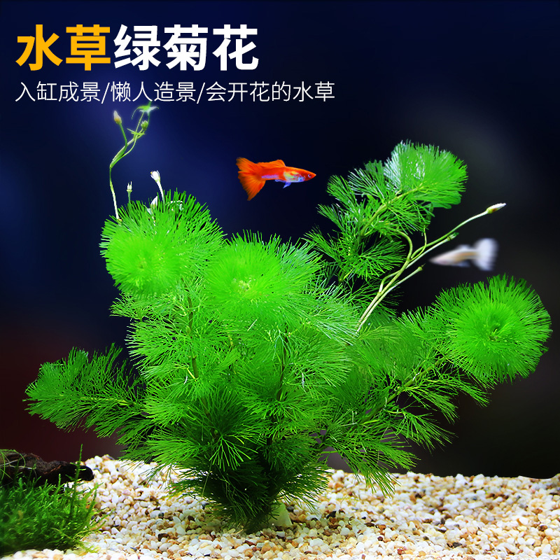 Fish tank Scenery Water Grass Green Chrysanthemum Aquarium Grass Cylinder Decoration Plant Living Real Water Grass Algae Sloth New Hands