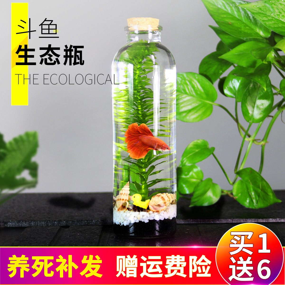 Ecological bottle fish micro-landscape free tank fish bottle ecological fish bottle aquarium pet fighting fish live special tank diy