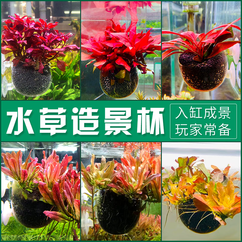 Water cultivation basin weed cup aquarium cup aquarium bowl decoration aquarium box scenery package