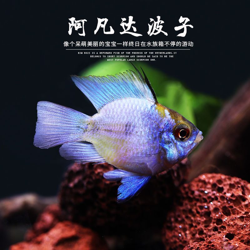 Avatar Poko Blue Polo Dutch Treasure Blue Phoenix Balls Fish Living Straw Vat Tropical Ornamental Pet Fish Living