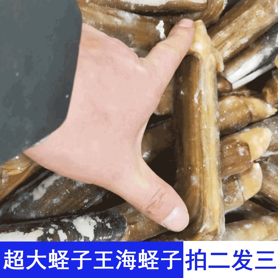 3 Jin razor clam clam Wang Hai clam fresh seafood natural pollution-free sand clean big Saint pen bamboo clam