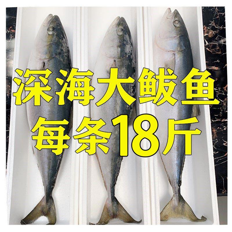 Big mackerel fresh frozen fresh aquatic deep sea big fish whole dumpling stuffing 10 seafood 20 catties gift box