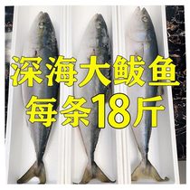 Extra large mackerel fresh frozen fresh aquatic products deep sea fish whole dumpling filling 10 seafood 20kg gift box