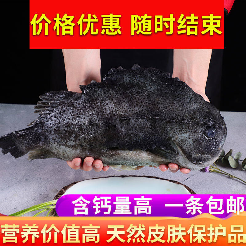 Iceland sea ginseng fresh frozen grouper fish to visceral fish imported frozen dragon head Fish New Year