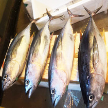 Tuna fresh whole 11-13kg sashimi blue flag seafood frozen tuna fish yellow flag East China Sea fishing black fin