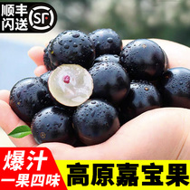 (5A Classe spéciale) Arbre Grape Jiaobao Fruits Devrait être sélectionné Grands fruits par les fruits haut de gamme des fruits haut de gamme du Ji Baoguo