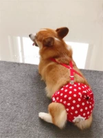 Брюки Женщины Собаки Контрацептивные Безопасность Маленькая сучка преследования брюки против меридианских штанов Корки Физиологическая домашняя педант Тедди