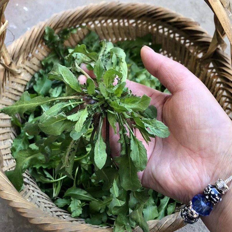 Экстракт Пастушьей Сумки Купить