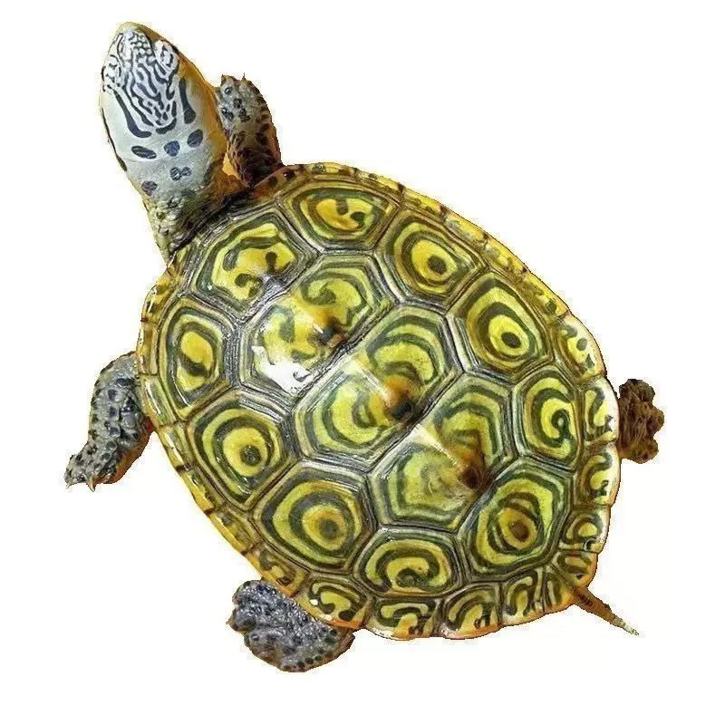 小龟界的颜值担当：人工养殖钻纹龟的魅力 🐢 -龟-淘宝好物网