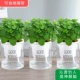 [Qinxiang Pleasant] Mint 3 Pots (съедобный)
