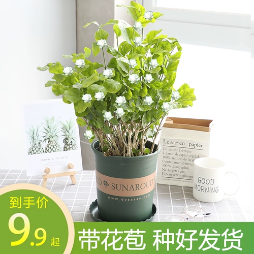 Зубной лепесток жасмин горшечный цветочный саженцы.