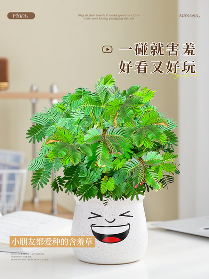 含羞草盆栽室内客厅办公桌面上趣味可爱小绿植害羞草四季好养花卉