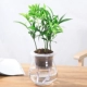 Cây thủy canh Fortune Wenzhu Green Luo Fugui Tre Cây xanh Trồng trong nhà Cây xanh Cây thủy tinh trong nhà Bình thủy tinh Gardenia - Vase / Bồn hoa & Kệ