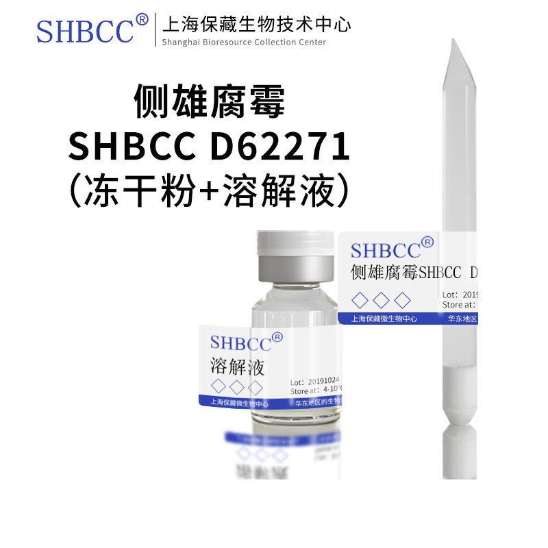 侧雄腐霉非模式菌株玉米粉琼脂冷藏4-10℃斜面培养物25℃培养现货