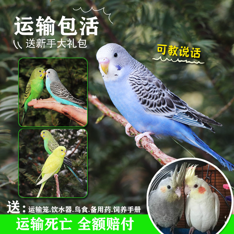 Parrot tiger skin live animal pet bird live bird young bird can talk black phoenix live color parrot ornamental bird food