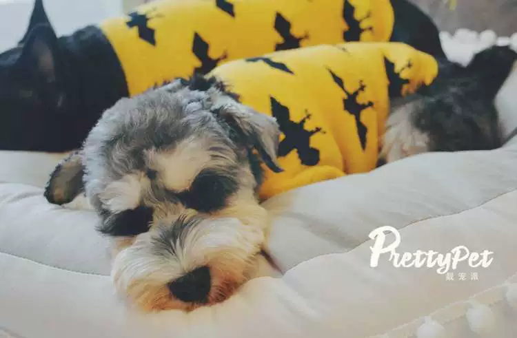 Chao Fan Dog Áo len Schnauzer Bago Shiba Inu Keji Teddy Quần áo mùa thu - Quần áo & phụ kiện thú cưng