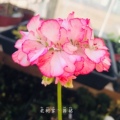 老树园艺