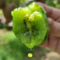 Zhouzhi Cuixiang Kiwi Seasonal Fruit Freshly Picked Green Heart Kiwi Fruit 5 Jin Full Box