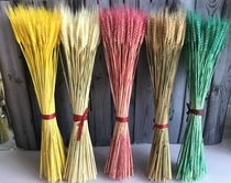 Natural wheat ear dried flower bouquet opening barley garden decoration gift shooting props Rice ear dried flower real flower