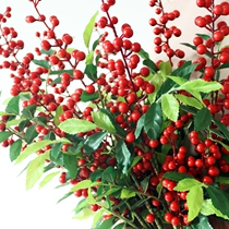 Fat fruit simulation flower red berry lucky fruit Acacia red bean fake flower North American Holly fruit flower arrangement living room decoration