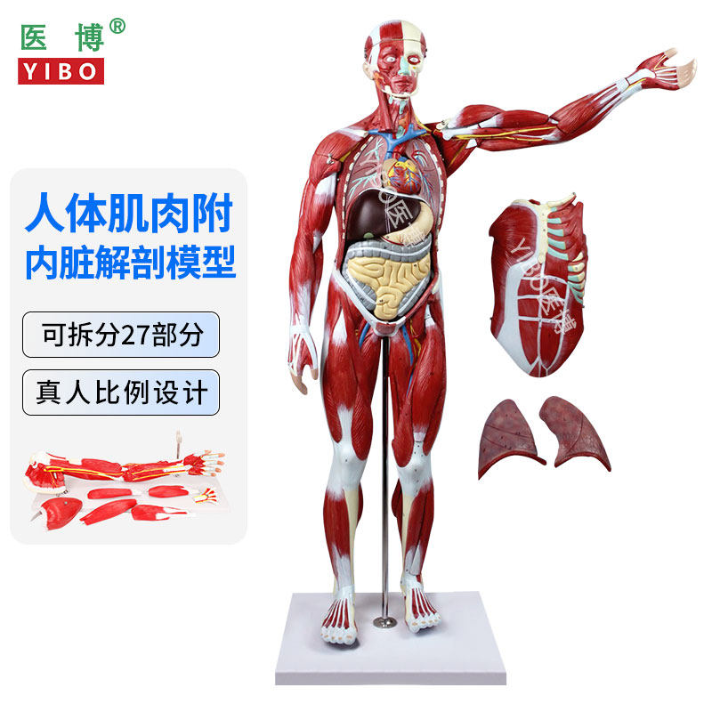 医博人体肌肉内脏解刨模型模拟人仿真人体骨骼肌肉组织解刨模型美术绘画模特 健身教学人体模型